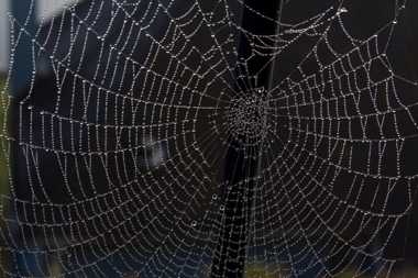 14 October 2021 - 10-05-01

----------
Spider's web in Devon